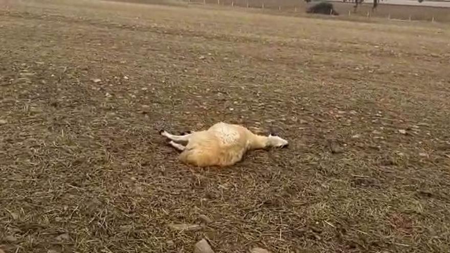 VÍDEO | La indignación de un ganadero de Zamora tras un ataque de lobos: &quot;Vais a ver ovejas con sus corderos dentro&quot;