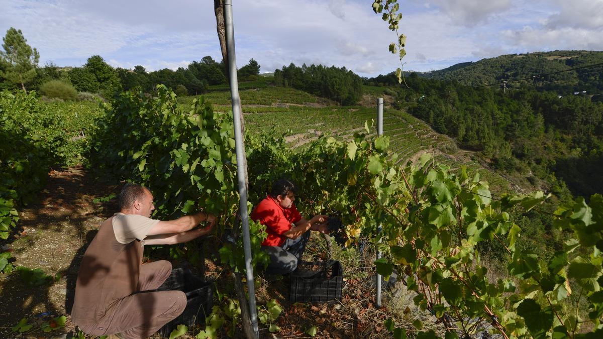 El vino es uno de los motores de A Teixeira, en el corazón de la Ribeira Sacra. // BRAIS LORENZO