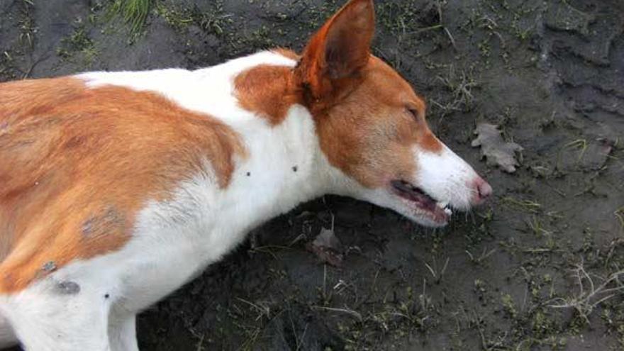 Denuncian la muerte de seis perros envenenados en el monte Gagán - Faro de  Vigo
