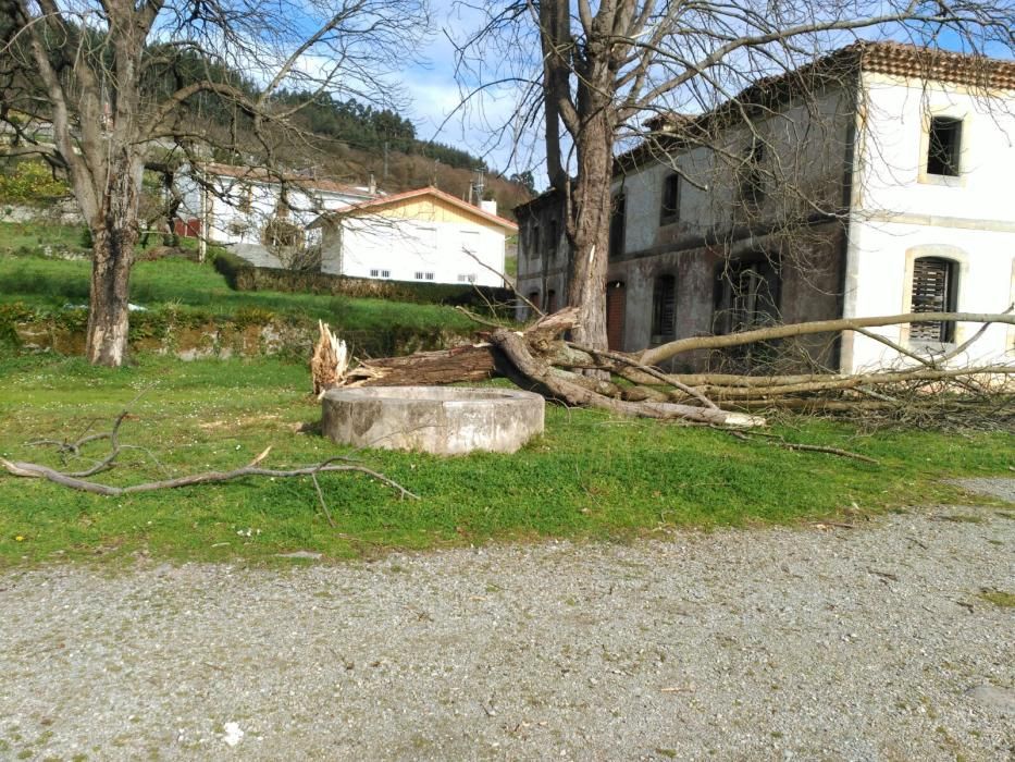 Árbol caído en El Puntal (Villaviciosa)