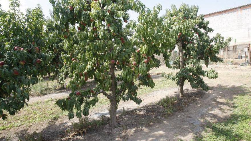 Los fruticultores aragoneses pierden hasta un 40% de renta por el veto ruso
