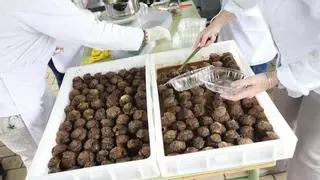 Agenda del 14 al 20 de setembre a l'Alt Empordà