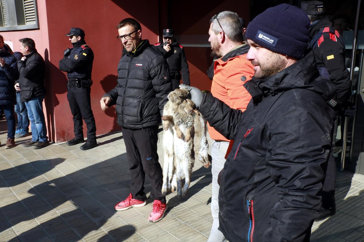 Del senglar al conill: declarada l’emergència de caça per aquest rosegador a Lleida