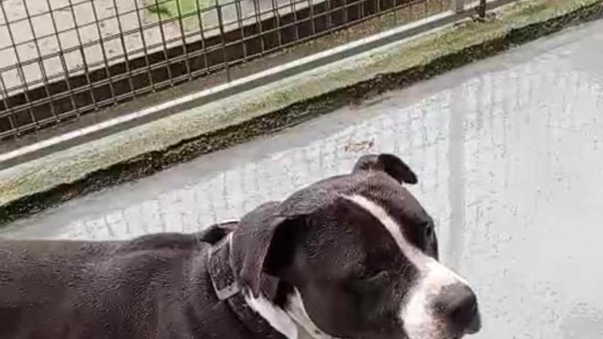 La Policía de Bueu denuncia a cuatro dueños de perros y decomisa uno