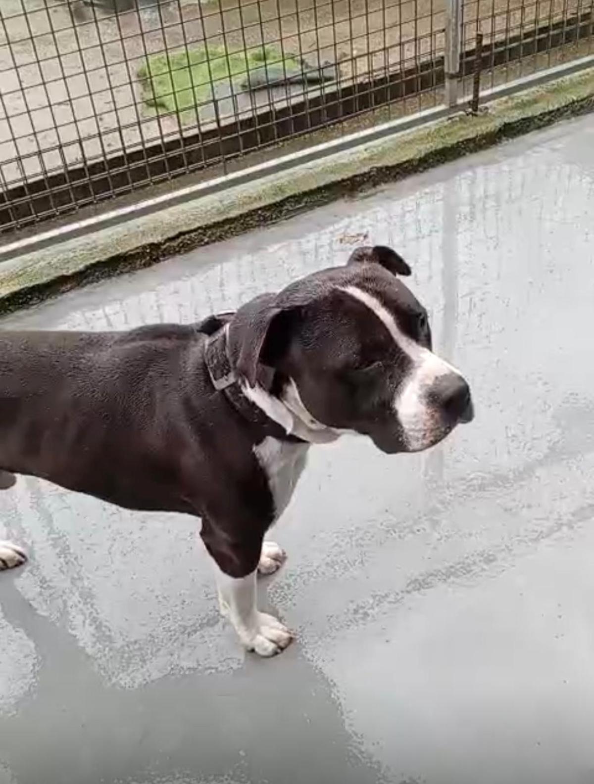 El perro de raza potencialmente peligrosa decomisado por la Policía de Bueu y que está acogido en un refugio.