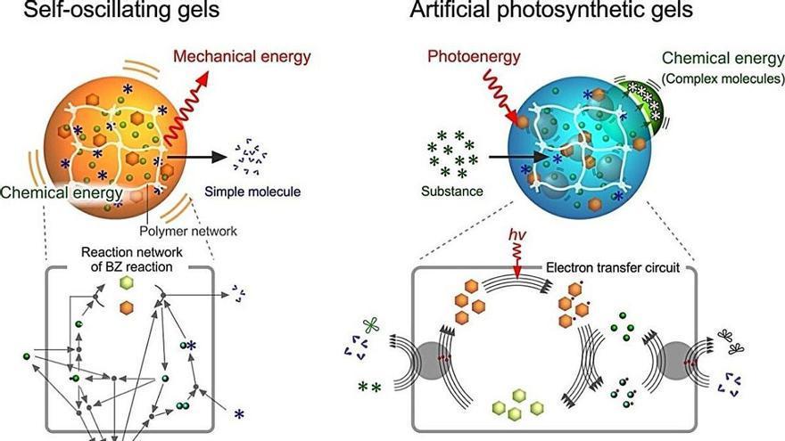 Crean hidrogeles inspirados en el metabolismo que imitan los latidos del corazón y la fotosíntesis
