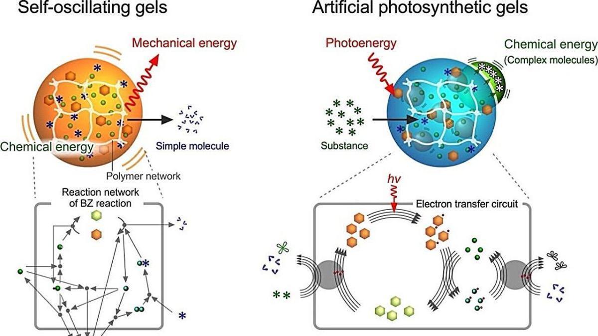 Geles autooscilantes con movimiento similar al de los latidos del corazón y geles fotosintéticos artificiales: convierten la luz en energía química.