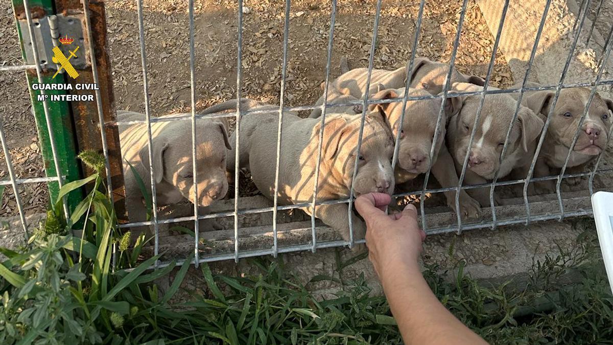 Desmantelan en Alicante una red que amputaba orejas y rabos a perros y los vendía con documentación falsa