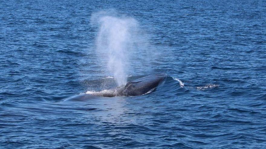 Concentración de ballenas en las Islas Columbretes