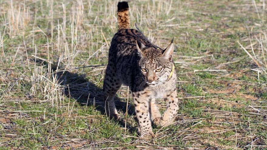 Mueren dos linces ibéricos atropellados en Villamanrique (Sevilla) y Arquillos (Jaén).