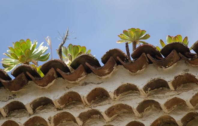 Plantas suculentas tejados San Cristóbal de La Laguna Tenerife