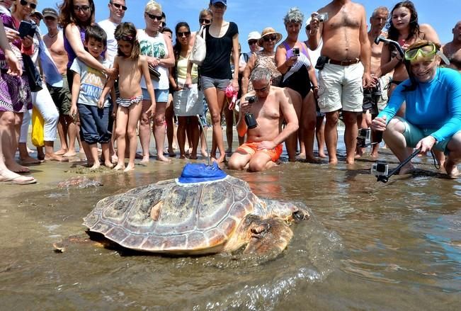 18/03/2016 PLAYA DEL INGLES, SAN BARTOLOME DE TIRAJANA. Suelta de tortugas bobas en Playa del Ingles. Foto: SANTI BLANCO