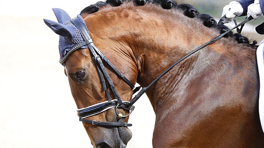 Córdoba acoge el Campeonato de Europa del Caballo Lusitano