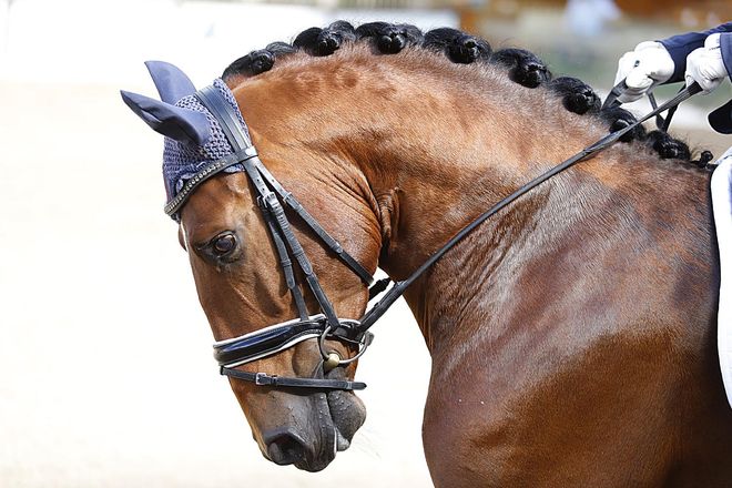 Córdoba acoge el Campeonato de Europa del Caballo Lusitano