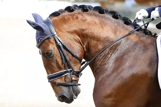 Córdoba acoge el Campeonato de Europa del Caballo Lusitano