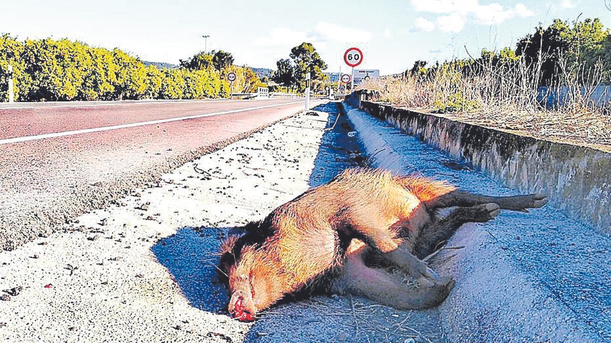 Jabalí muerto en un accidente.