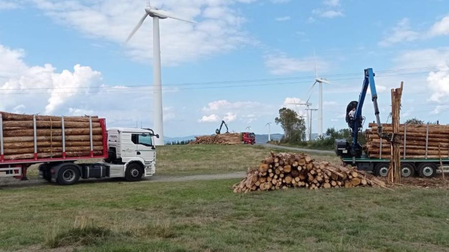 El potencial de la madera sostenible