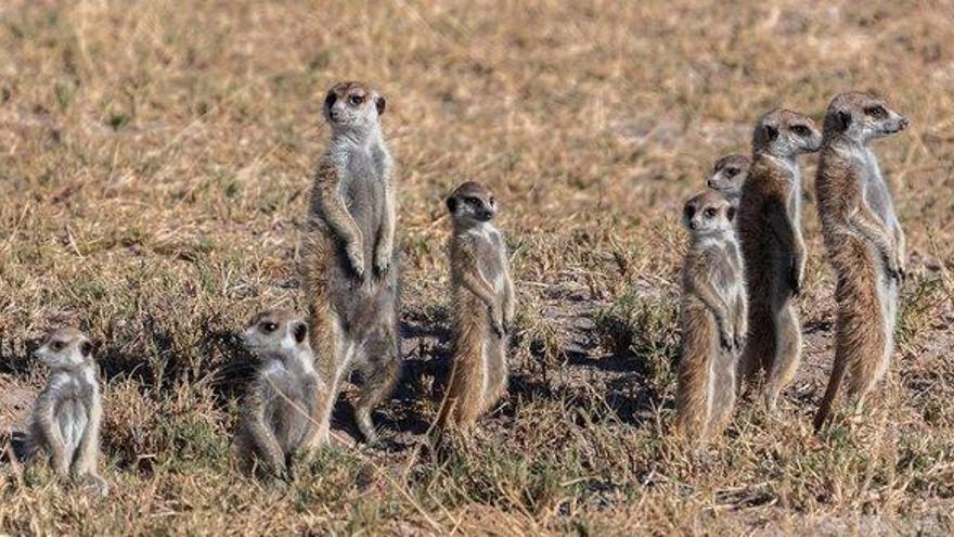 Los clanes de suricatas protegen su territorio con danzas de guerra