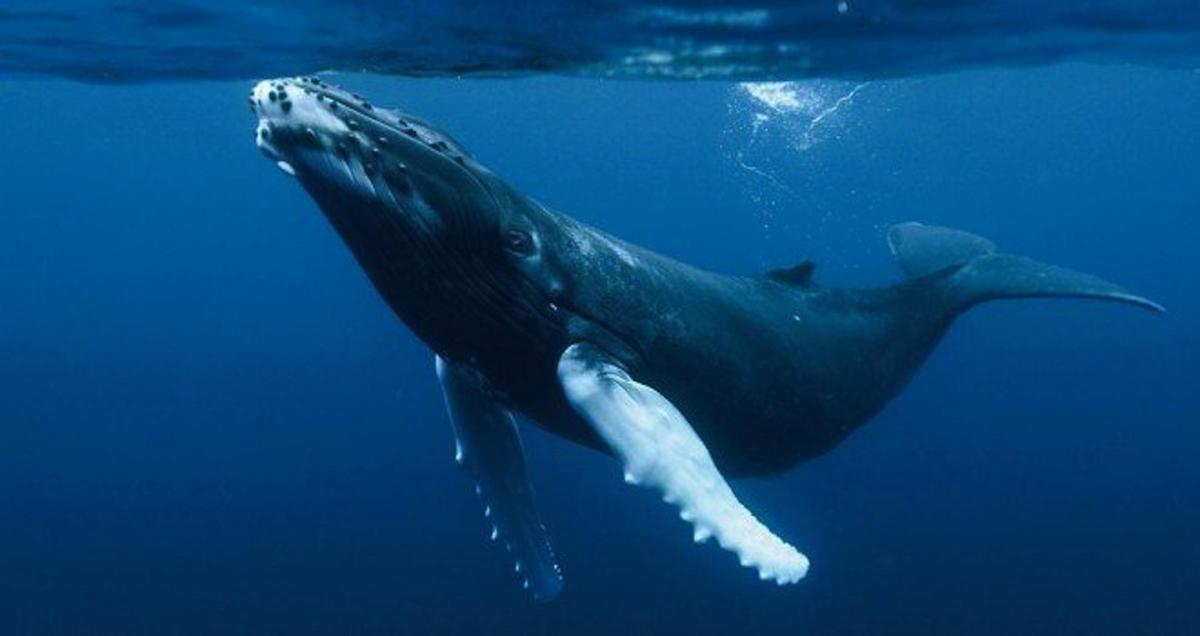 Una balena malalta i la seva cria estan a la deriva al sud de Gran Canària