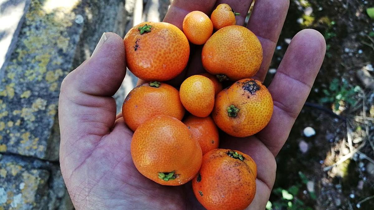 Daños producidos por el cotonet en unas mandarinas. | PHYTOMA