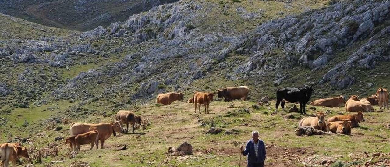 Reses pastando en el Aramo, en Morcín.