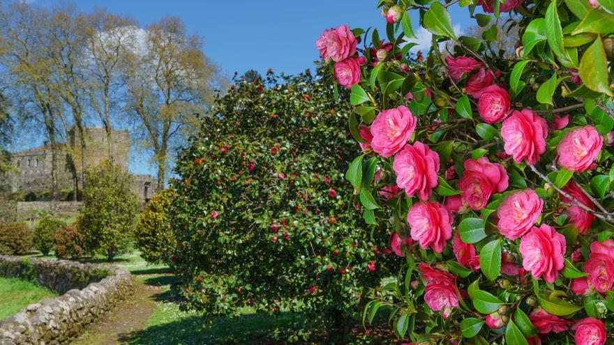 Arrancan las visitas guiadas y caracterizadas a las camelias de Soutomaior