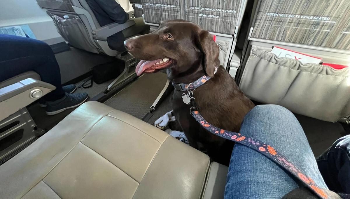 eL servicio “Large Pet Friendly” para vuelos domésticos permite a los animales viajar en un asiento, sin transportín.