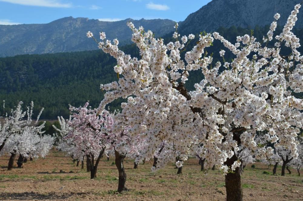 Y llegó la Floración, un manto de colores