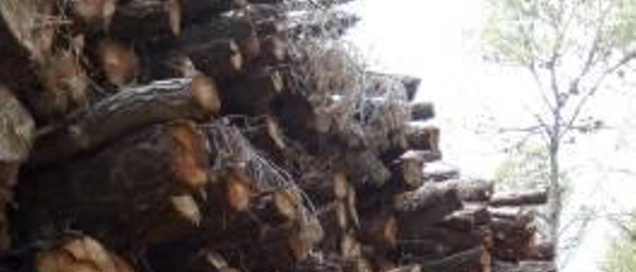 Imagen de archivo de madera apilada en el monte de Enguera.