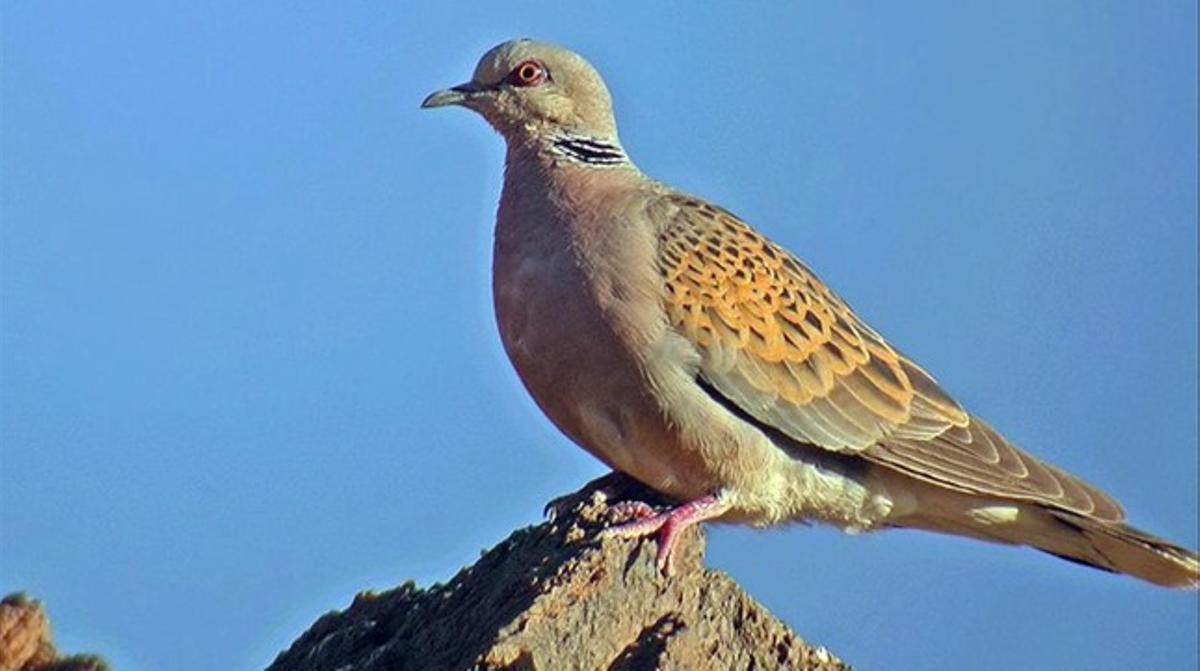 Ejemplar de tórtola europea, elegida Ave del Año en España por la asociación SEO-Birdlife.