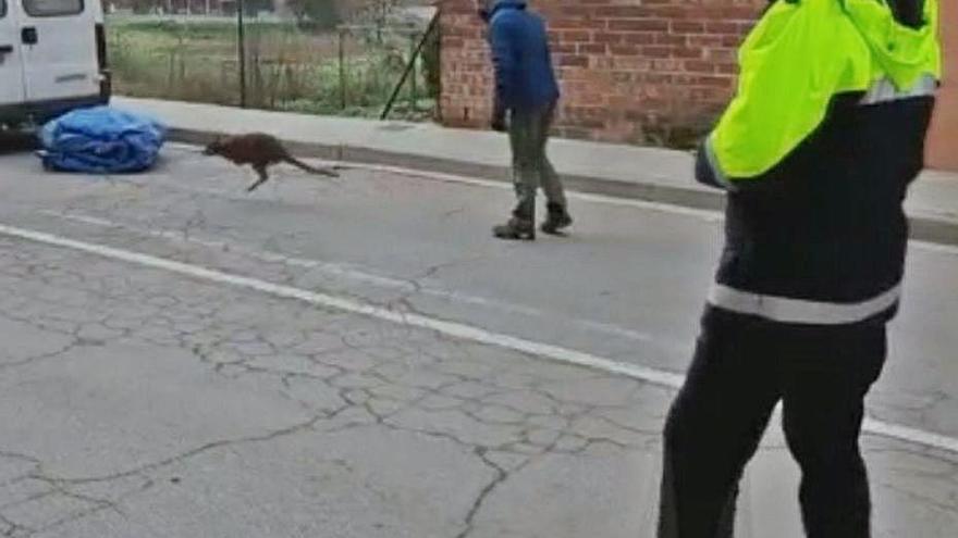 Un veí i un municipal intentant capturar el cangur.