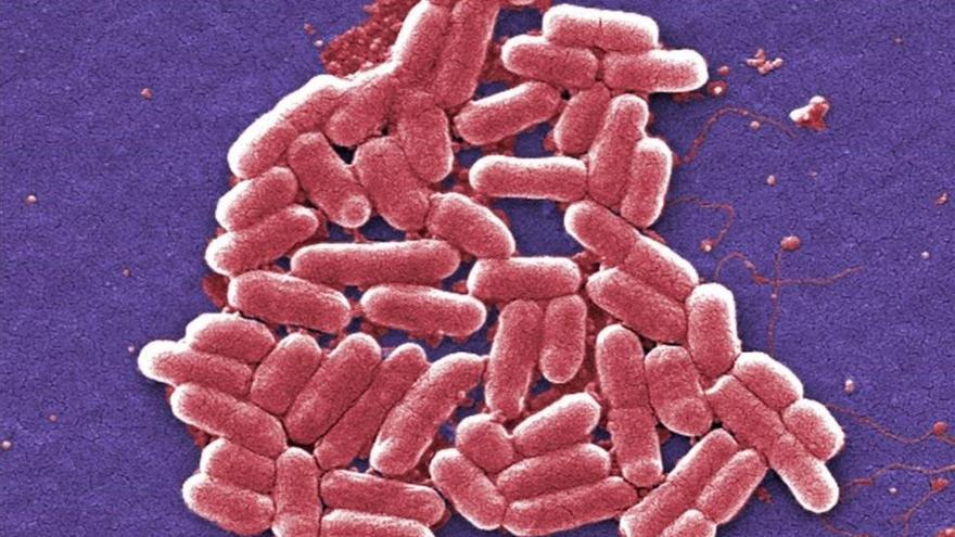 Detectada en EEUU una superbacteria resistente a los antibióticos