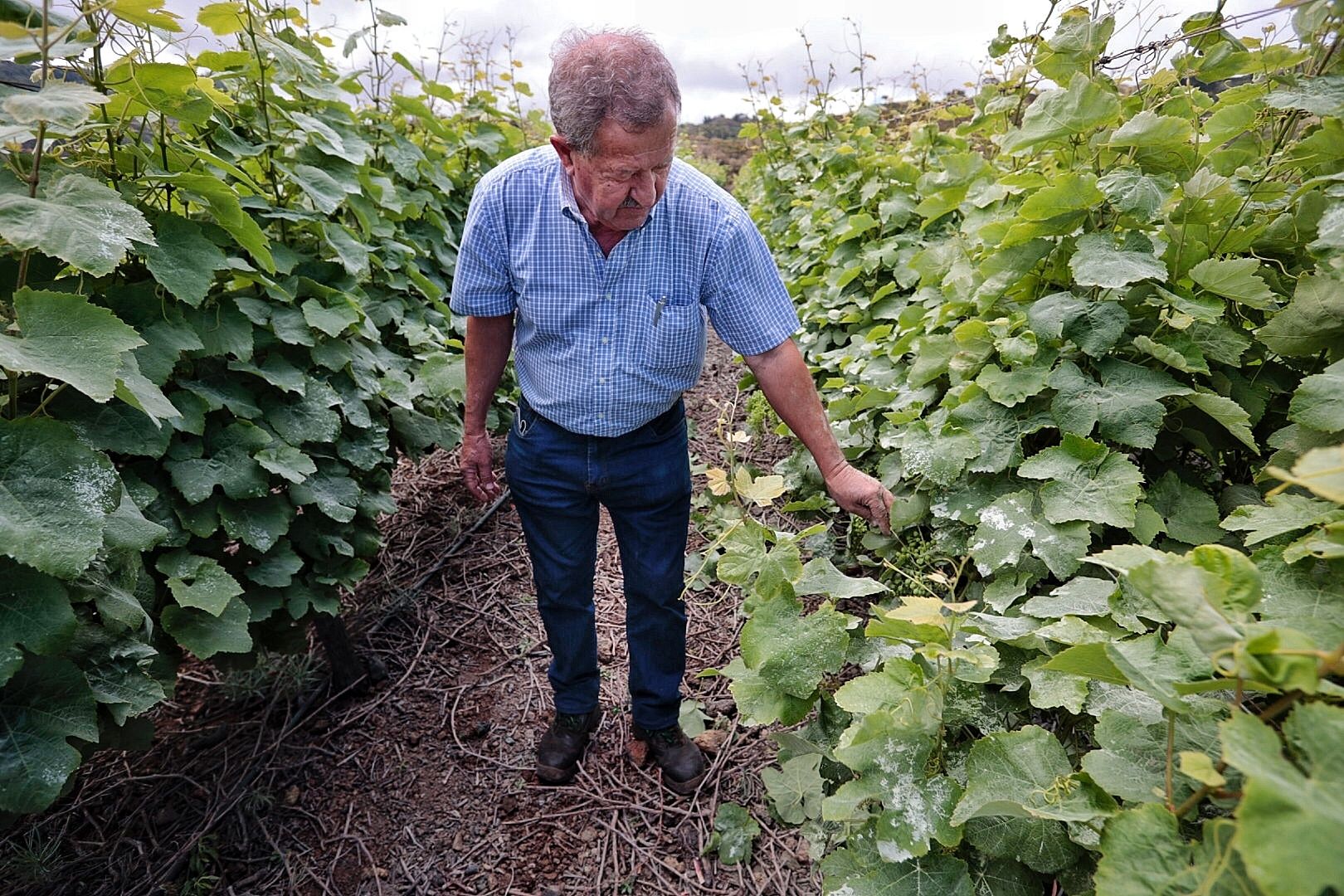 Sector vitivinícola. Bodegas Marba