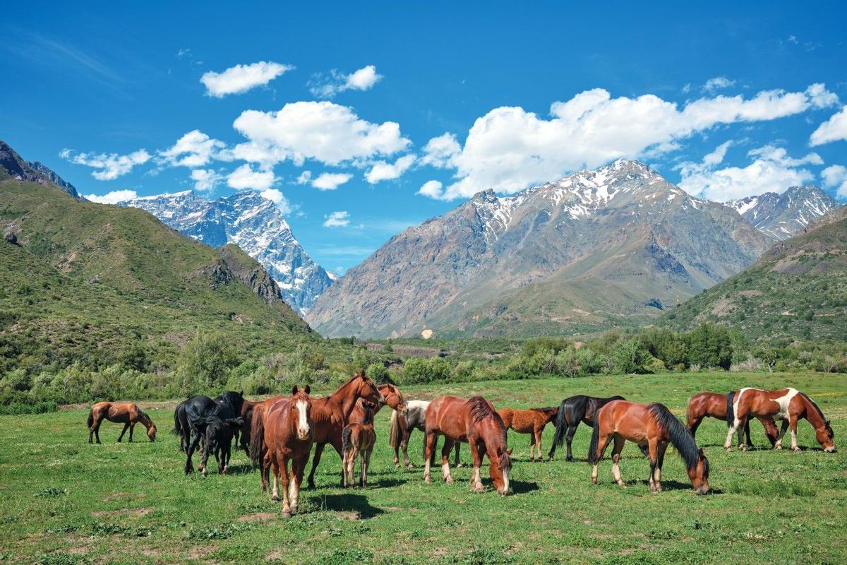 Caballos en Los Maitenes