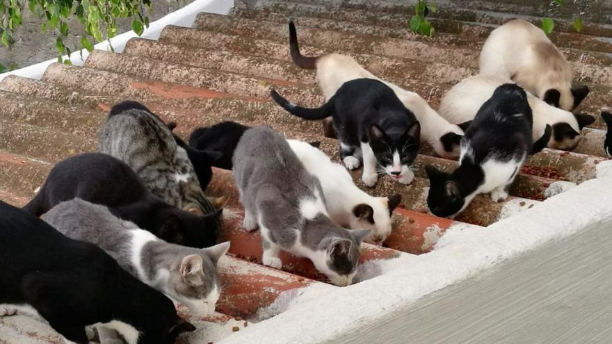 Garachico desparasita, vacuna y esteriliza a 138 gatos callejeros
