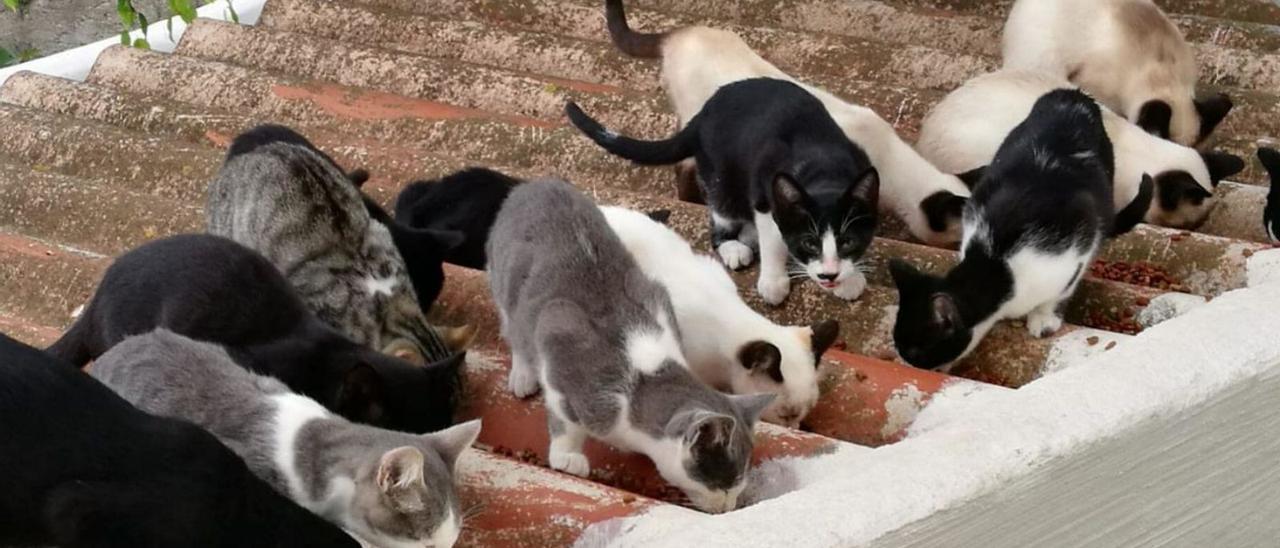 Un grupo de gatos callejeros recibe alimentación en Garachico.