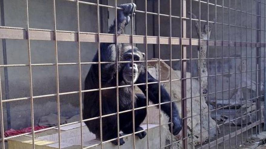 Imagen facilitada por la Asociación Proyecto Gran Simio que ha advertido de la &quot;situación extrema&quot; en que se encuentra una chimpancé de 21 años en un domicilio particular de Castelló