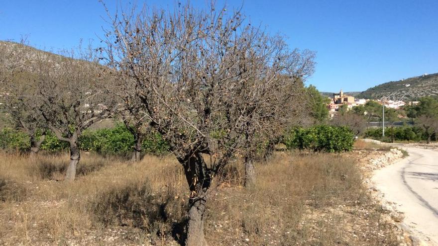 El quinto brote de Xylella afecta a campos de almendros de Gata de Gorgos, Benissa, Parcent, Llíber y Xaló