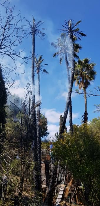 Incendio de cuatro palmeras en Bandama