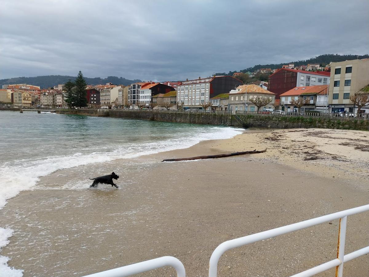 Un perro juega en el mar en la orilla de una de las playas urbanas de Bueu durante el invierno.