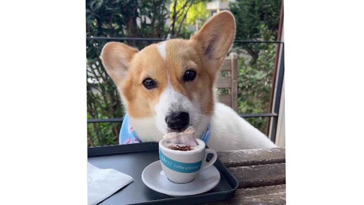 Juice, el perro que se ha adueñado del Corgi Café.