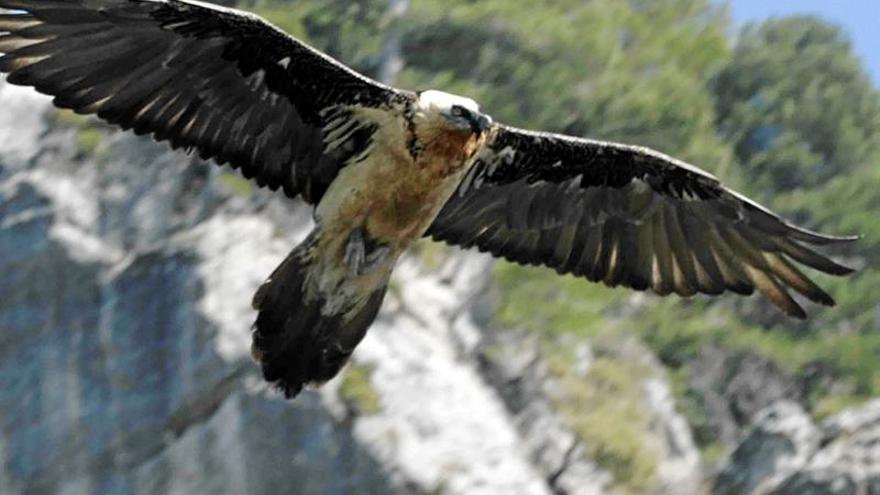 37 quebrantahuesos han sido liberados en Jaén y Granada