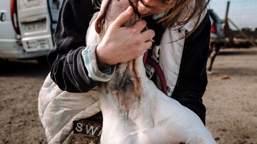 A este perro rescatado aún se le notan las heridas en el cuello de cuando intentaron matarlo.