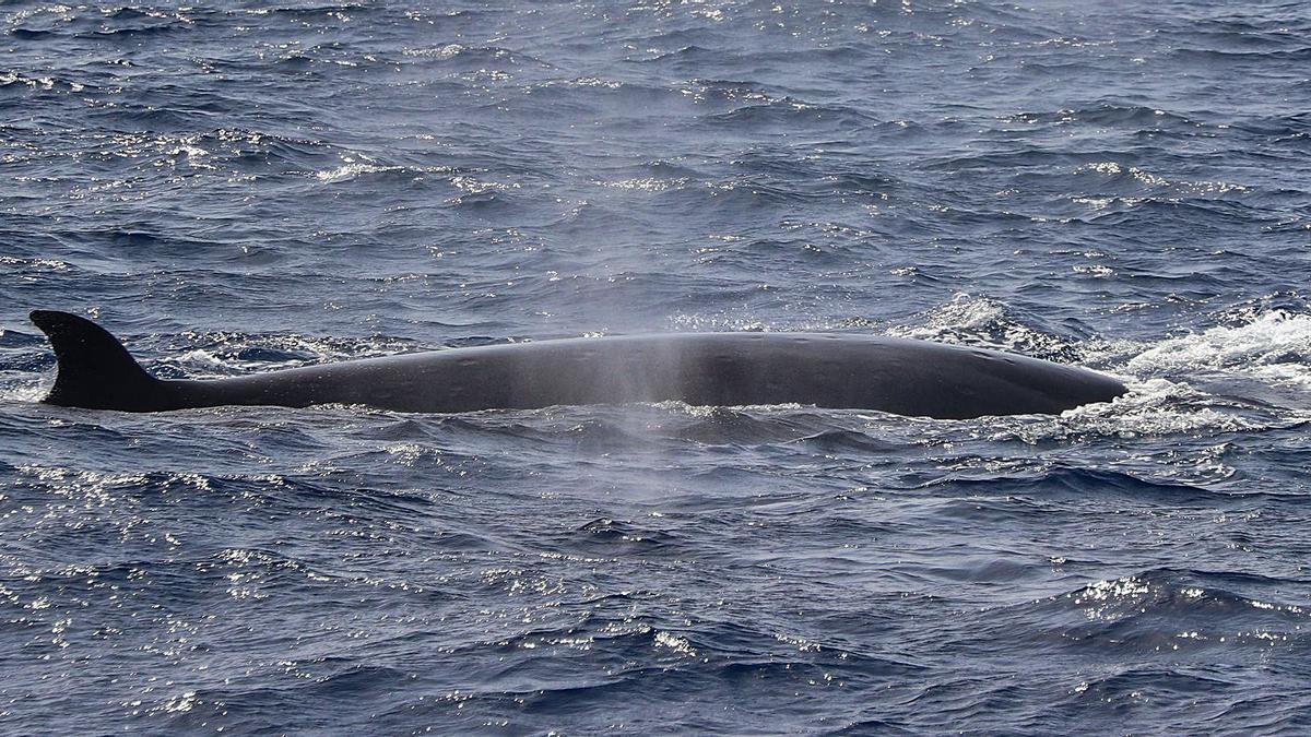 El ejemplar de rorcual norteño, en aguas de La Palma.