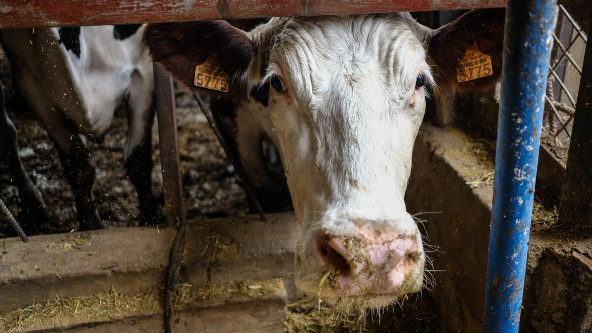 Una vaca en una granja del Archipiélago.