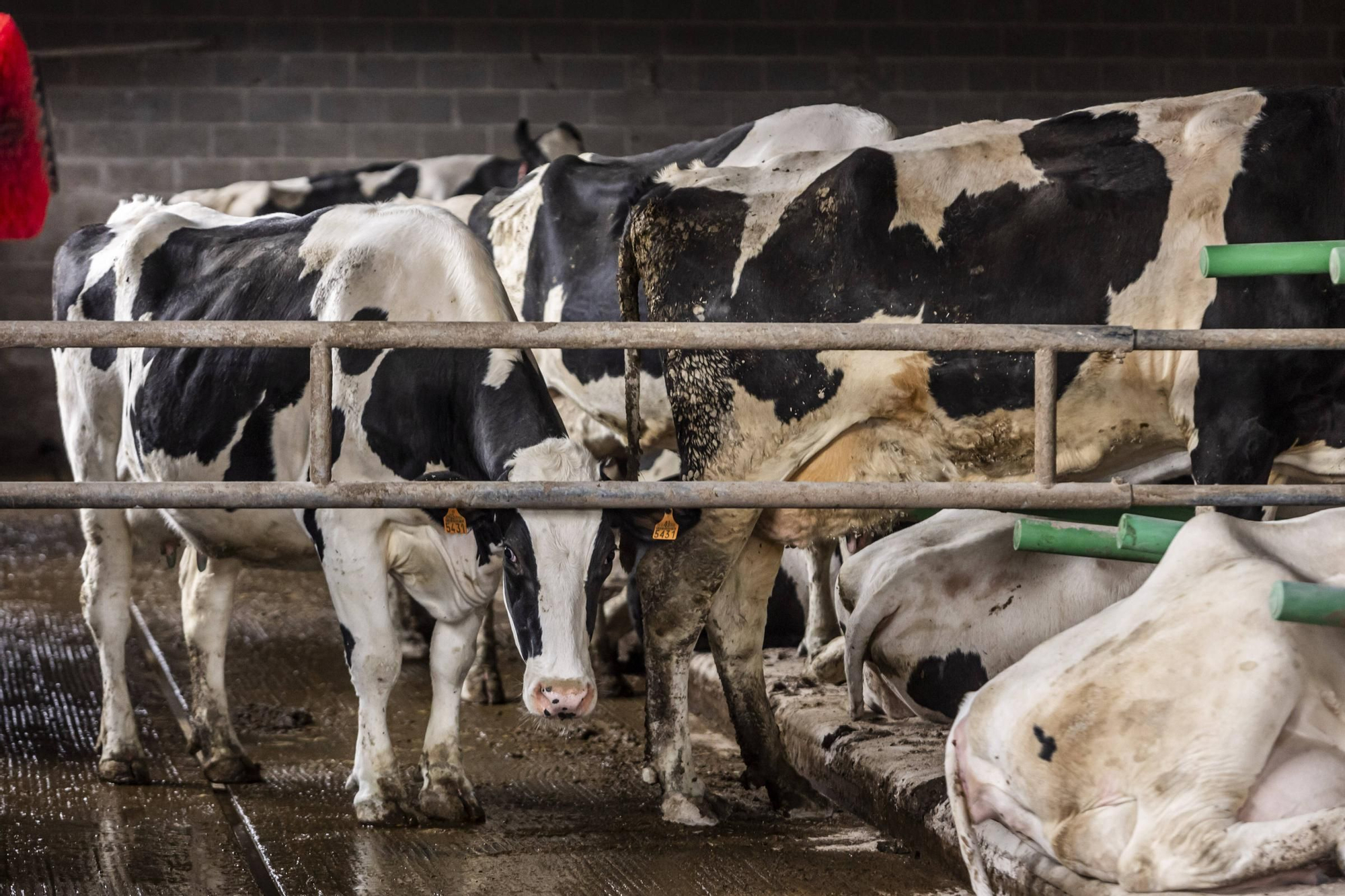 En imágenes | Un viaje por el drama de las vacas de Tineo