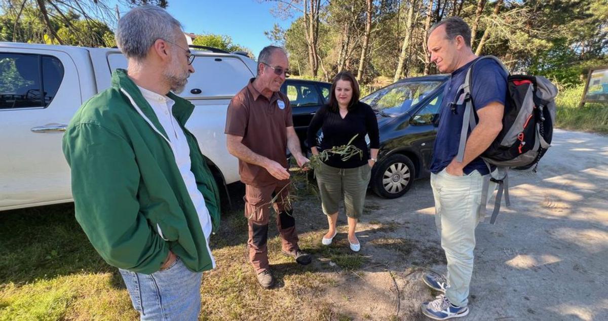 Los técnicos muestran una rama de acacia con la avispilla. | G.N.