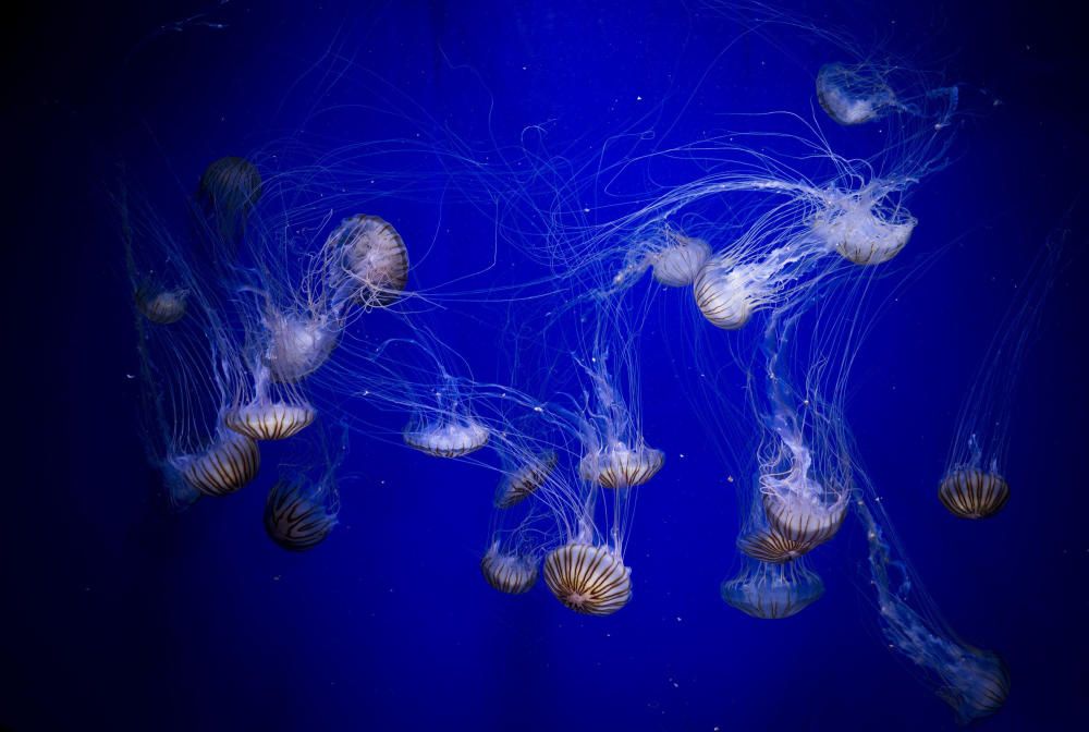 Inauguración de la muestra sobre medusas en el Oceanogràfic de València.