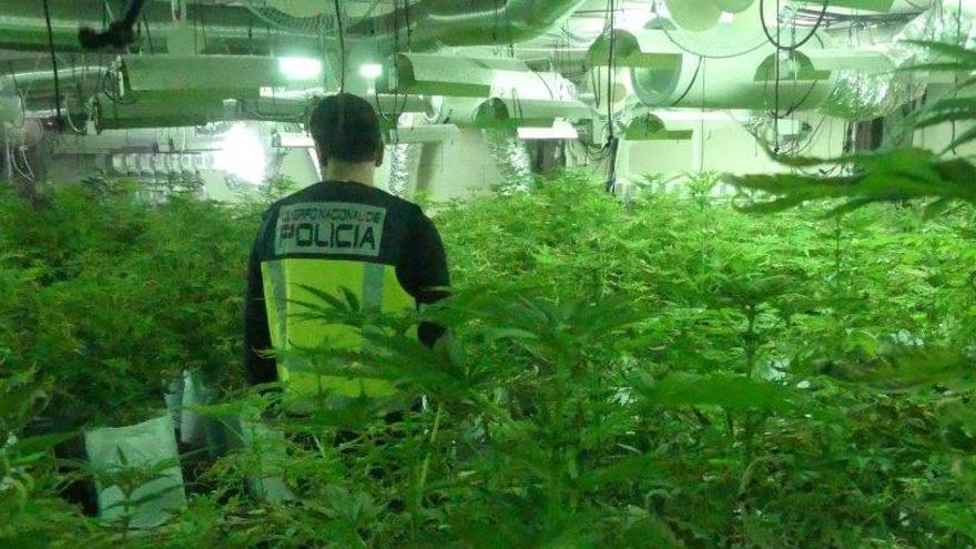 La Policía interviene más de 1.000 plantas de marihuana y detiene a una persona