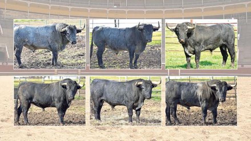 Victorino viene a por todas: Estos son los toros para la Feria de la Magdalena de Castellón